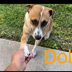 Photo of Dolly, adoptable Labrador Retriever Mutt in EAST FALMOUTH, Massachusetts
