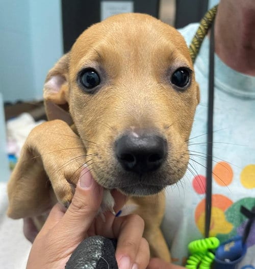 Photo of Maple, adoptable Pit Bull Terrier in Tulsa, Oklahoma