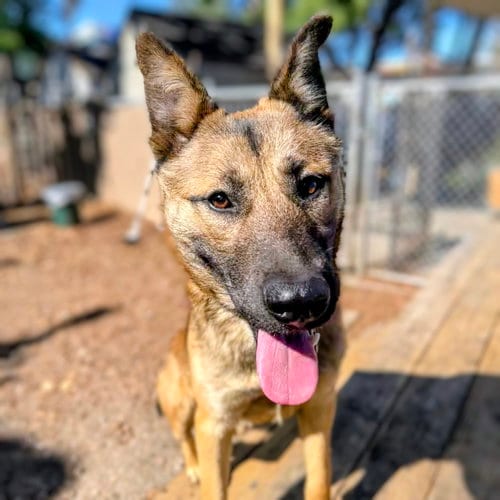 Photo of Twix, adoptable German Shepherd Dog in Oakland, California