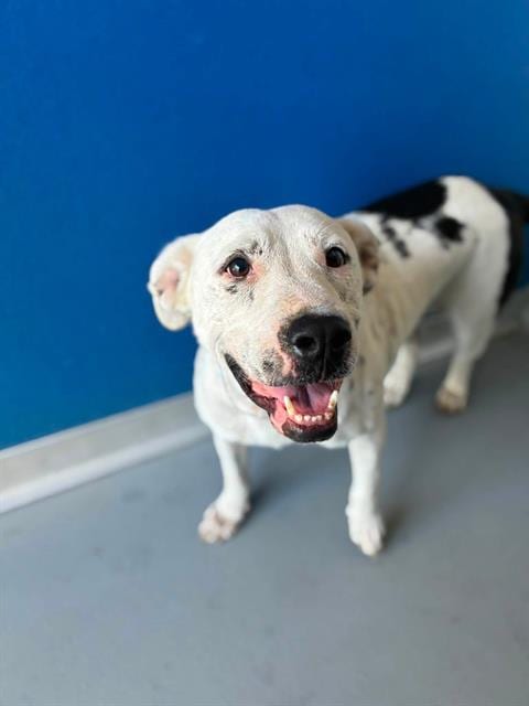 Photo of Ray, adoptable Pit Bull Terrier in Visalia, California