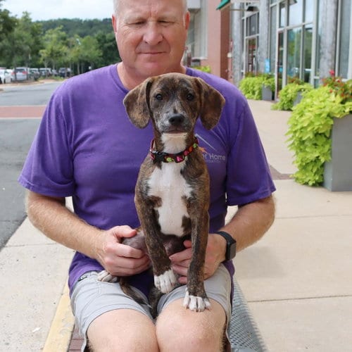 Photo of Five Beagles Joe, adoptable Beagle in Chantilly, Virginia