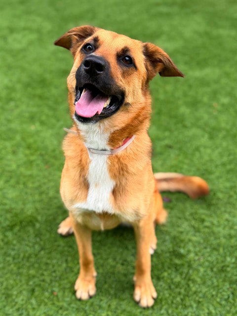 Photo of Falca, adoptable Australian Cattle Dog/Blue Heeler in Agoura, California
