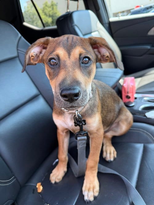 Photo of Bilberry (TN B Litter), adoptable Labrador Retriever in Brewster, New York