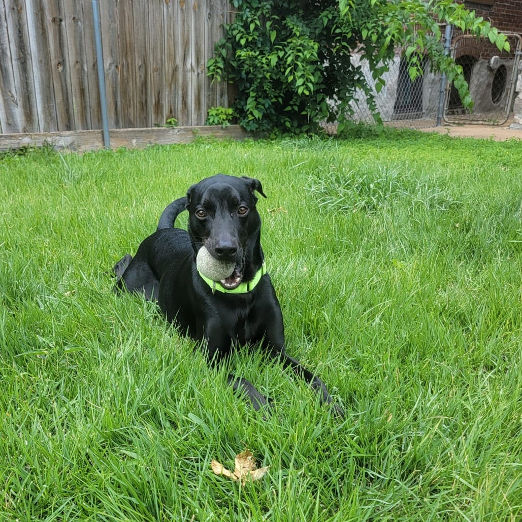 Photo of Mocha Joe, adoptable Mixed Breed (Medium) in St. Louis, Missouri