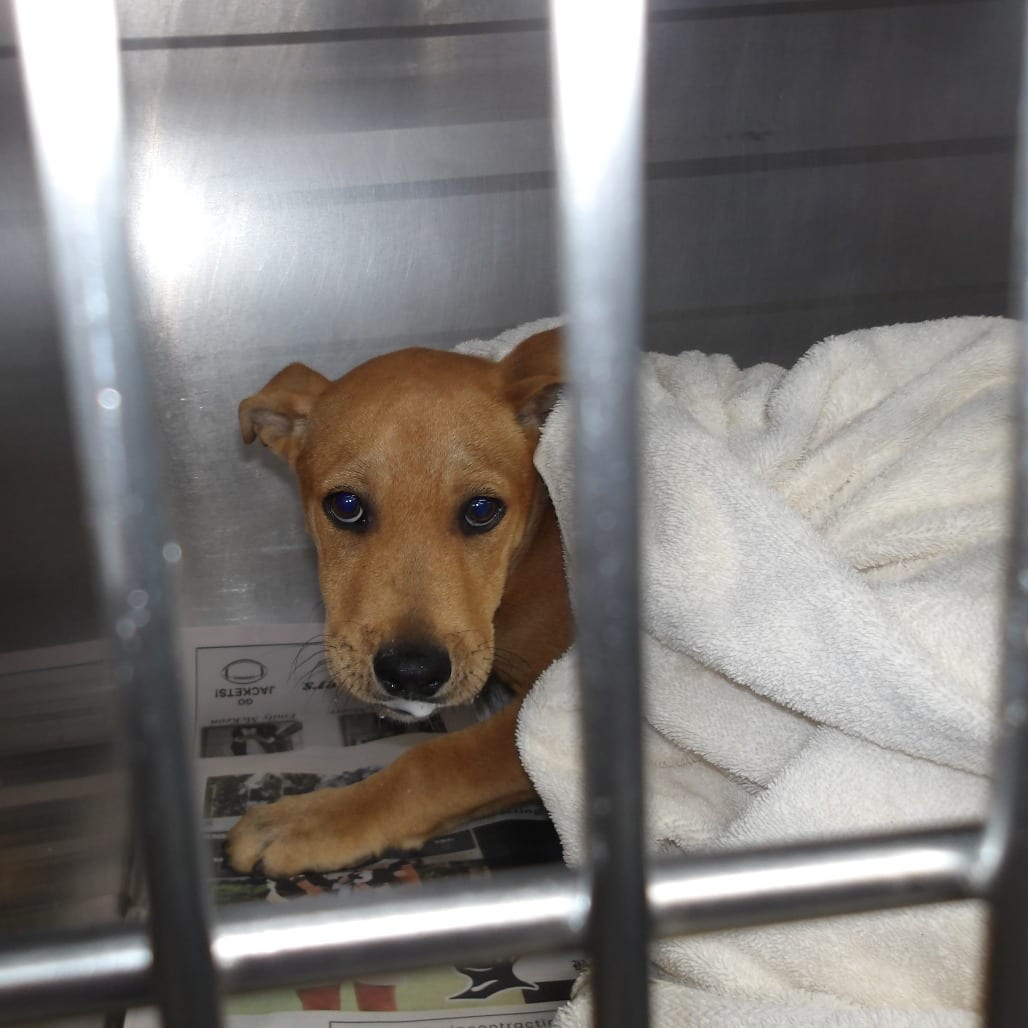 Photo of Fonzie, adoptable Mixed Breed (Medium)