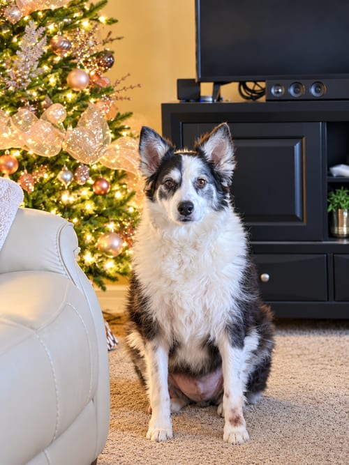 Photo of Copper, adoptable Australian Shepherd in Dallas, Texas