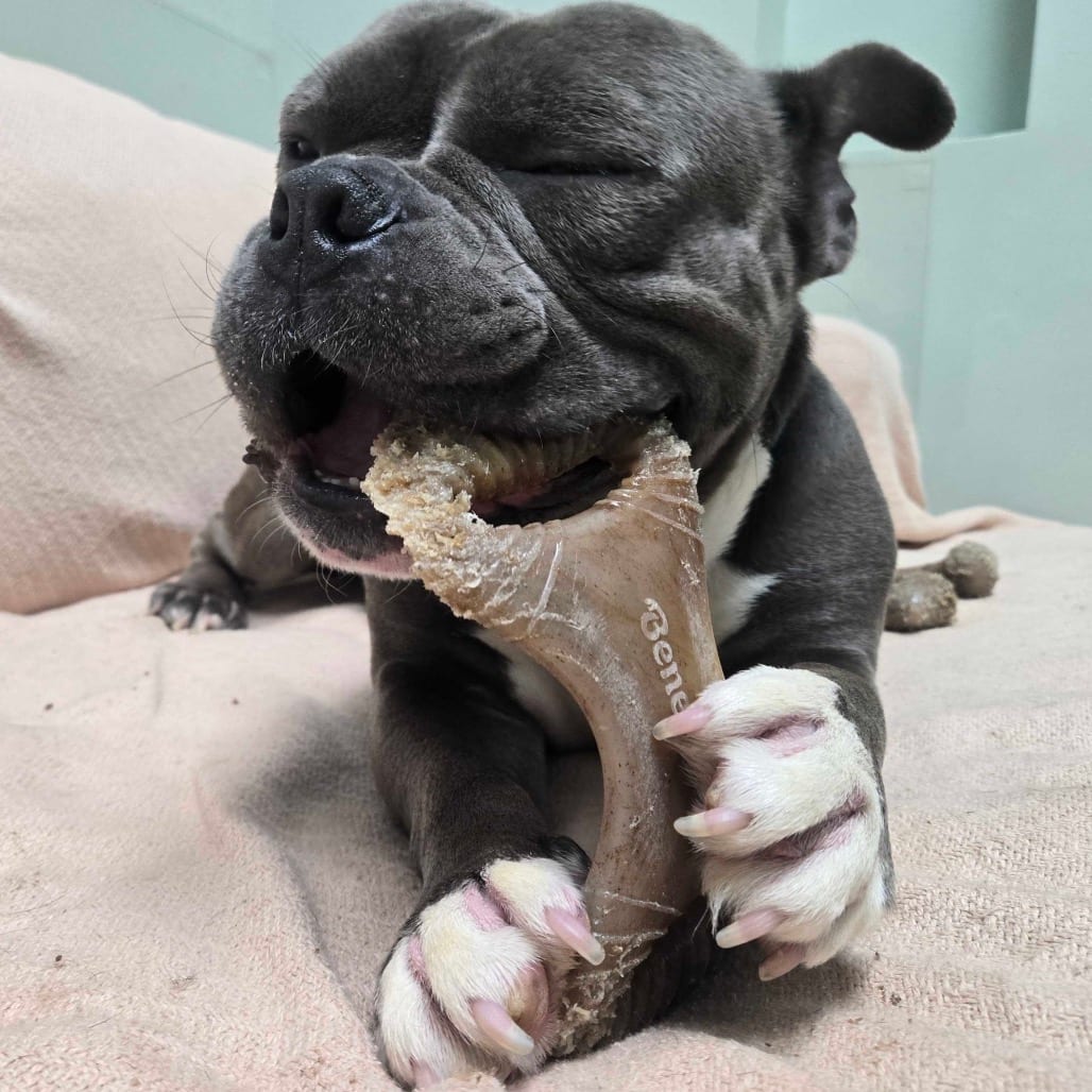 Photo of Tennessee, adoptable Mixed Breed (Large) in Skokie, Illinois