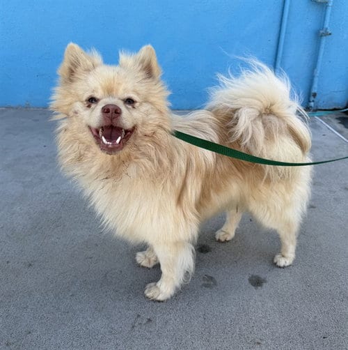 Photo of Kiwi, adoptable Pomeranian in Baldwin Park, California