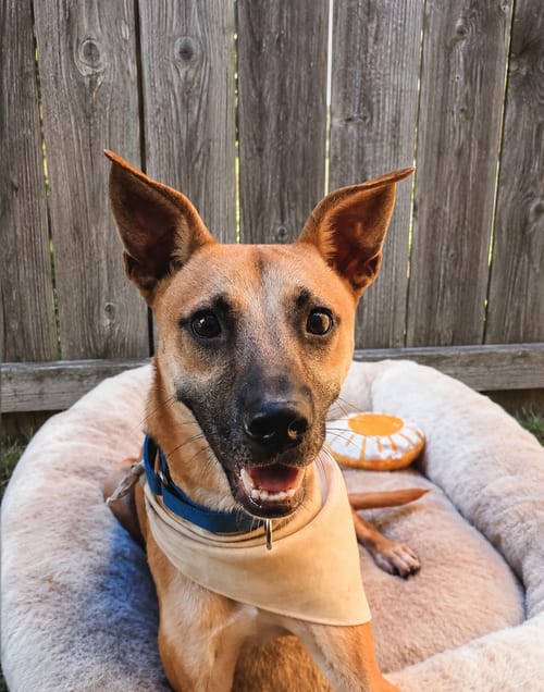 Photo of Dutch, adoptable Parson Russell Terrier in Inglewood, California