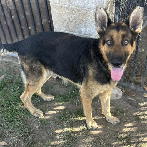 Photo of Rocky, adoptable German Shepherd Dog in Riverside, California