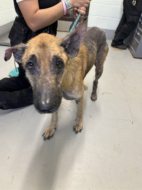 Photo of King, adoptable German Shepherd Dog in Corpus Christi, Texas