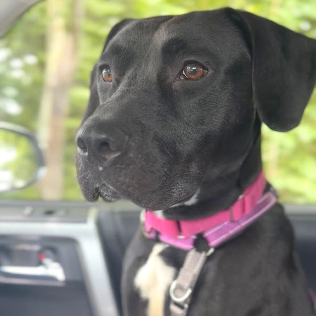 Photo of Storm, adoptable Mixed Breed (Medium) in St. Charles, Missouri