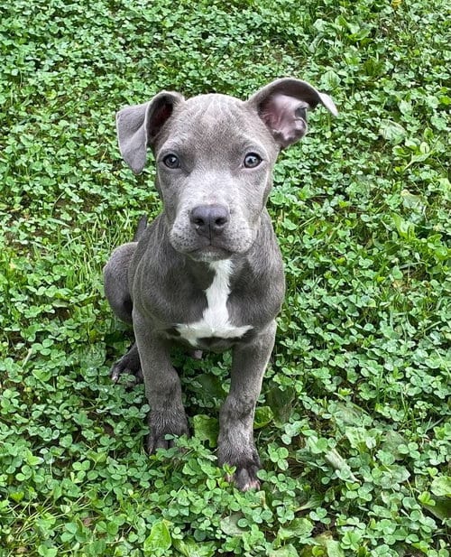 Photo of Big Mac (2026), adoptable Pit Bull Terrier in Wenonah, New Jersey