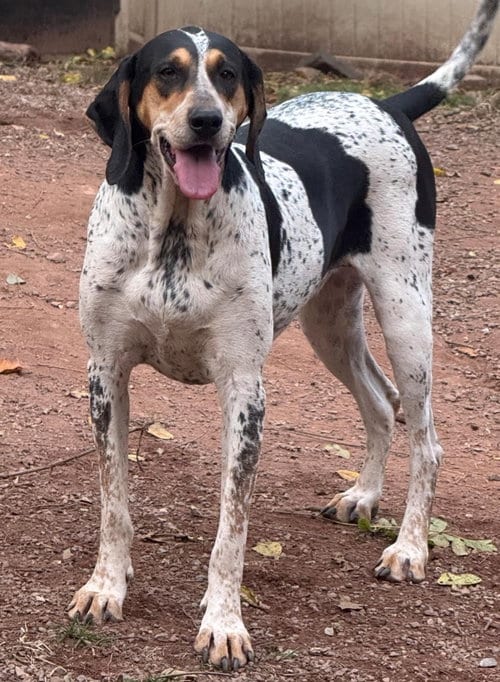 Photo of Halle Hound, adoptable Bluetick Coonhound in Mechanicsburg, Pennsylvania