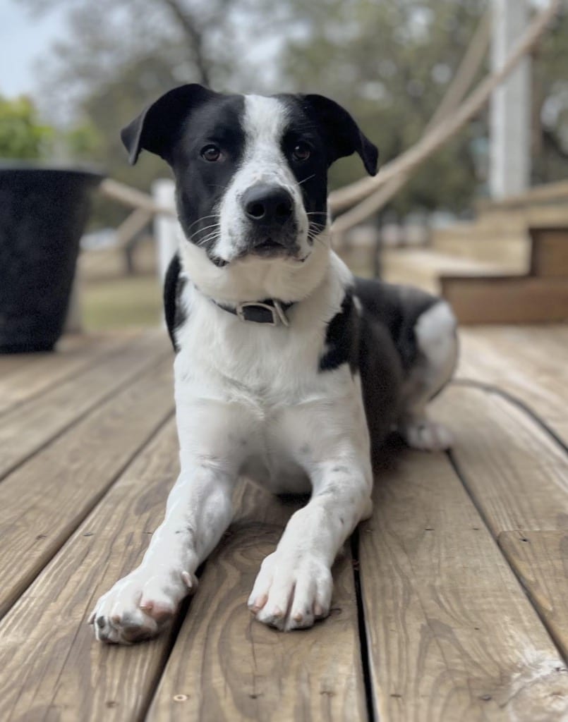 Photo of Theodore, adoptable Border Collie in Texas