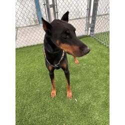 Photo of Vegeta, adoptable Doberman Pinscher in Texas City, Texas