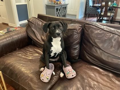 Photo of Nola, adoptable dog in Chamblee, Georgia