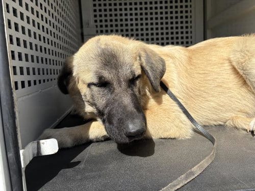 Photo of Tanner, adoptable Anatolian Shepherd in Riverside, California