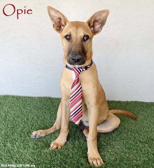 Photo of Opie, adoptable Belgian Shepherd Malinois in San Diego, California
