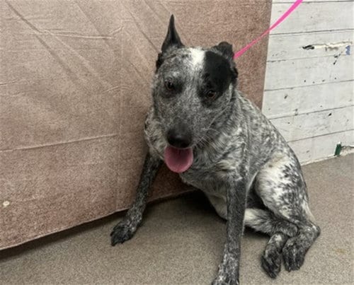 Photo of Sidie, adoptable Australian Cattle Dog/Blue Heeler in San Bernardino, California