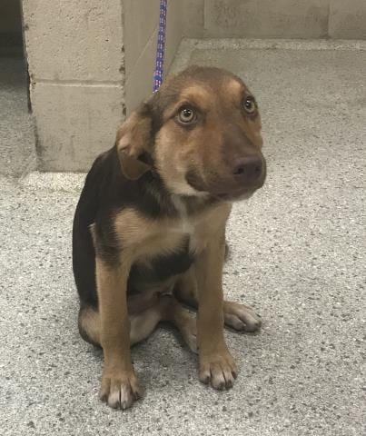Photo of A432591, adoptable Labrador Retriever in Conroe, Texas