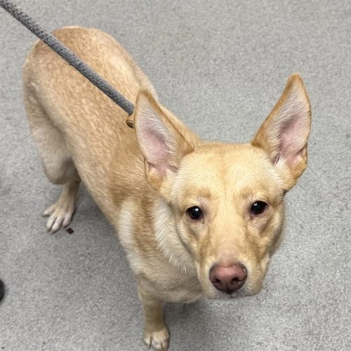 Photo of Lottie, adoptable German Shepherd Dog in Rancho Cucamonga, California
