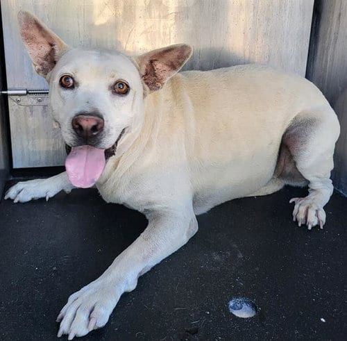 Photo of Odysseus, adoptable American Staffordshire Terrier in San Antonio, Texas