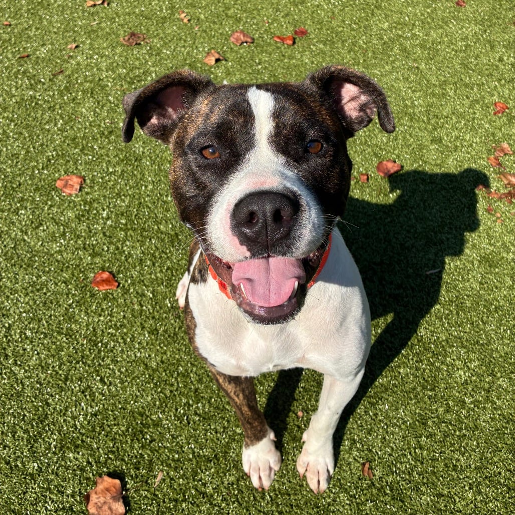 Photo of Autumn, adoptable Mixed Breed (Medium) in Greensboro, North Carolina