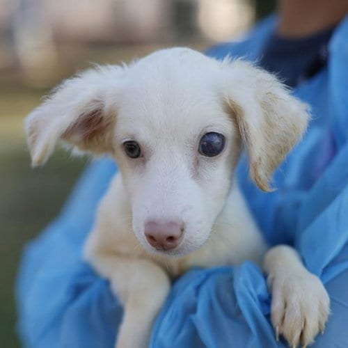 Photo of Milo, adoptable Chihuahua in San Antonio, Texas