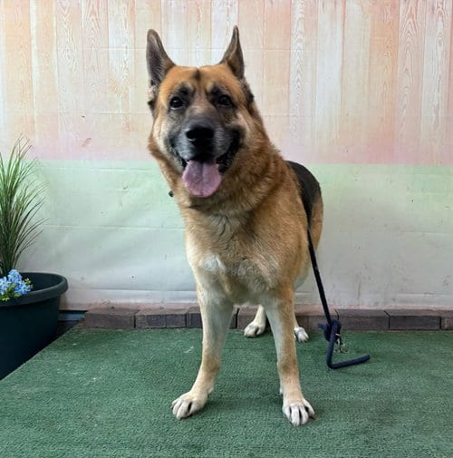 Photo of Poseidon, adoptable German Shepherd Dog in Baldwin Park, California