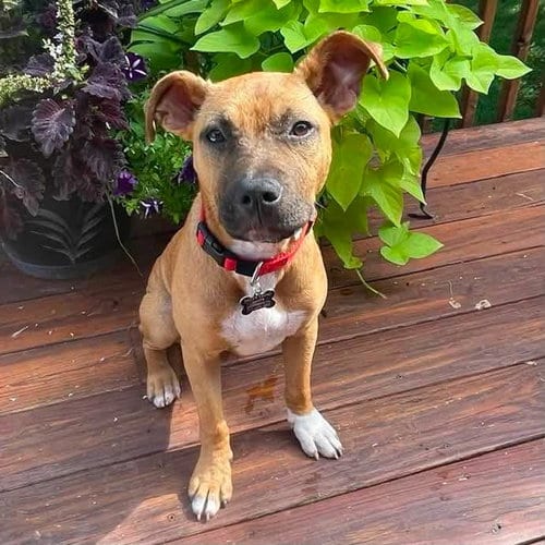 Photo of Granola, adoptable American Staffordshire Terrier in New Oxford, Pennsylvania