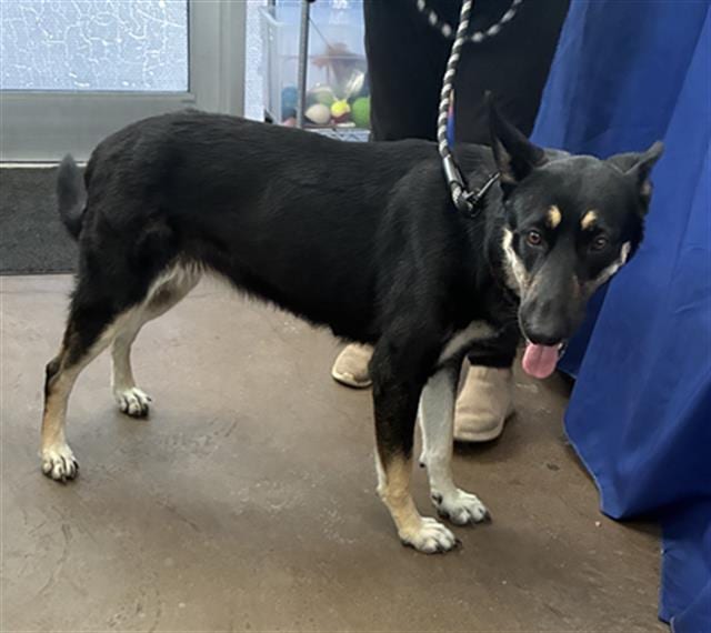 Photo of Willow, adoptable Mixed Breed