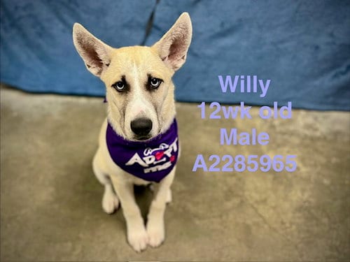 Photo of Willie, adoptable German Shepherd Dog in Chatsworth, California