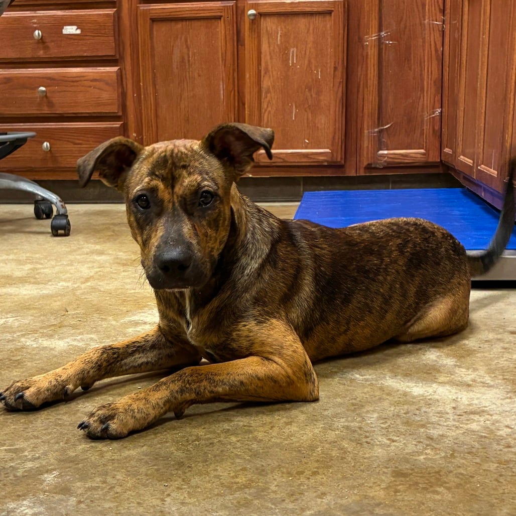 Photo of Carolina - 070801U, adoptable Mountain Cur in Tupelo, Mississippi