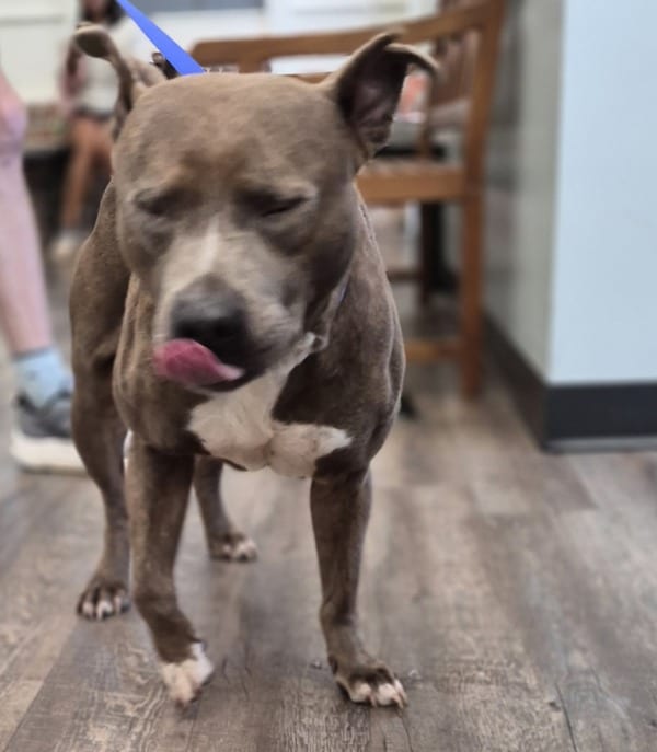 Photo of Macho, adoptable Pit Bull cross in Lawrenceville, Georgia