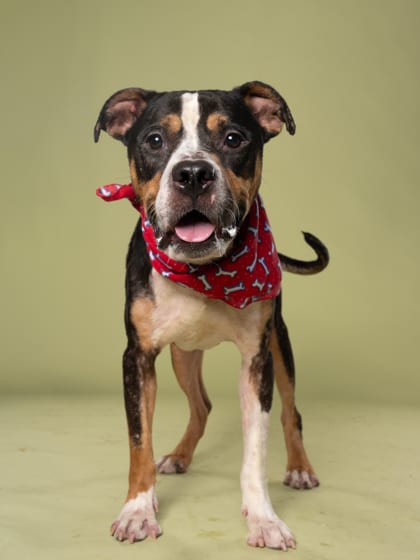 Photo of Carson, adoptable dog in Atlanta, Georgia