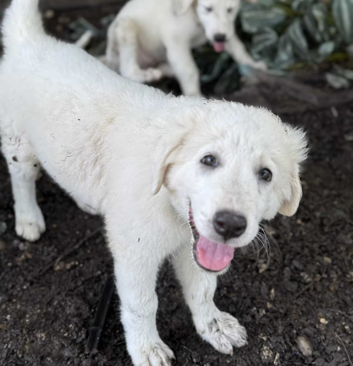 Photo of Snow White, adoptable Great Pyrenees in Pittsburgh, Pennsylvania