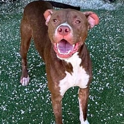 Photo of Reek 9698, adoptable Mixed Breed (Medium) in Loxahatchee, Florida