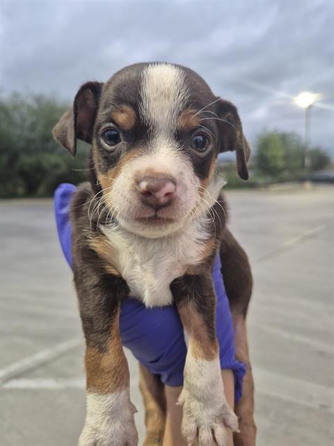 Photo of Lil Biggie, adoptable Chihuahua in San Antonio, Texas