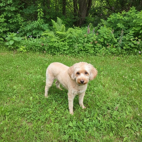 Photo of Pippi, adoptable Poodle (Miniature) in Berwick, Pennsylvania