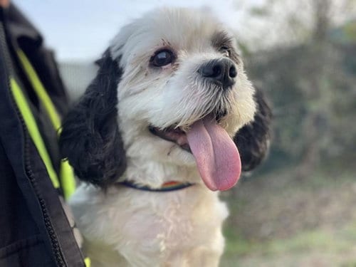 Photo of Rock, adoptable Shih Tzu in San Antonio, Texas