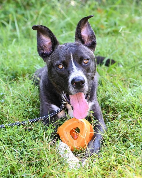 Photo of DA 14 Wally, adoptable Husky in Glen Allen, Virginia