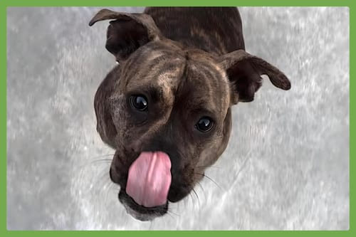 Photo of Blu, adoptable Boxer in Amherst, Massachusetts