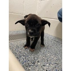Photo of CB, adoptable American Pit Bull Terrier in Baton Rouge, Louisiana