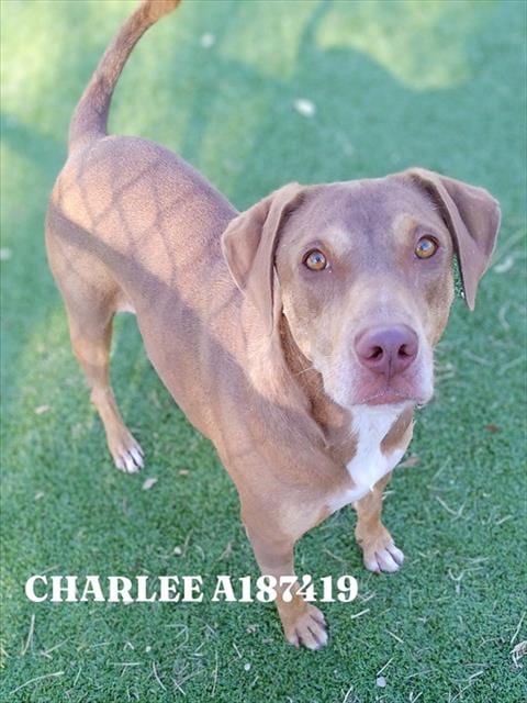 Photo of Charlee, adoptable Labrador Retriever in Pasadena, Texas