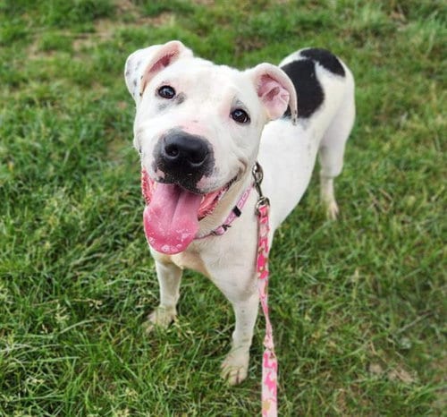Photo of Oopsie Daisy, adoptable Pit Bull Terrier in Minneapolis, Minnesota