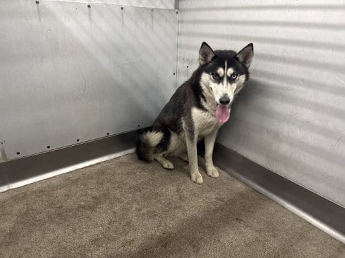 Photo of Doreen, adoptable Siberian Husky in San Bernardino, California