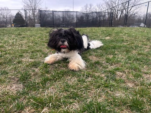 Photo of Rocky, adoptable Shih Tzu in Fort Wayne, Indiana