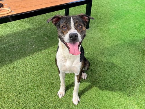 Photo of Franklin, adoptable Australian Cattle Dog/Blue Heeler in Orange, California