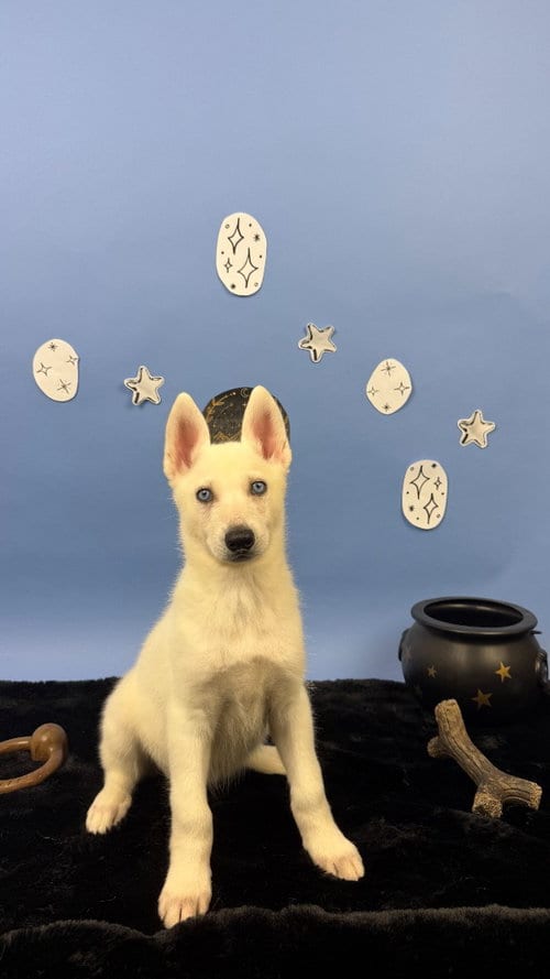Photo of Nesta, adoptable German Shepherd Dog in Phoenix, Arizona
